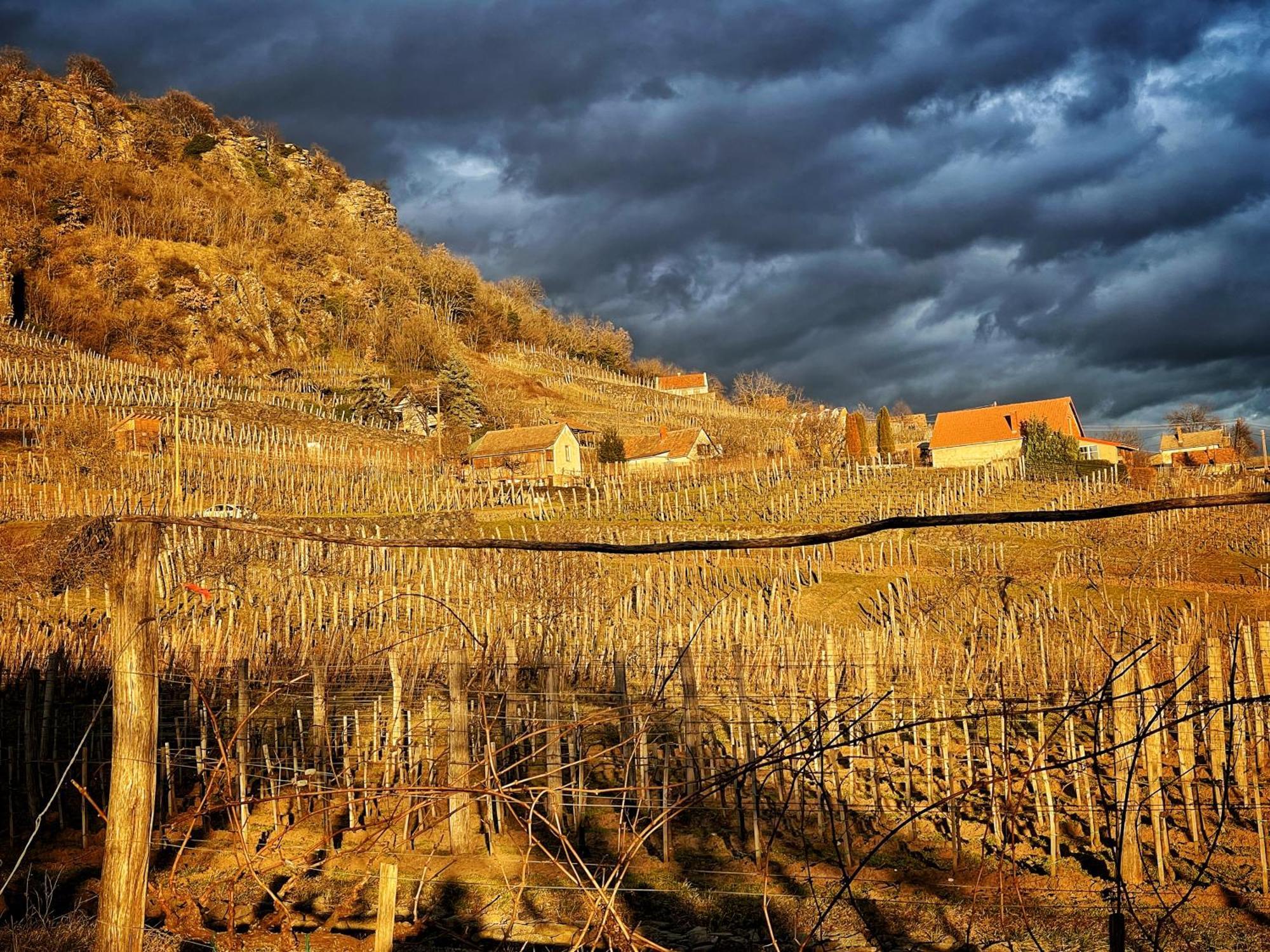Somlo Wineshop Guesthouse Somlovasarhely Kültér fotó